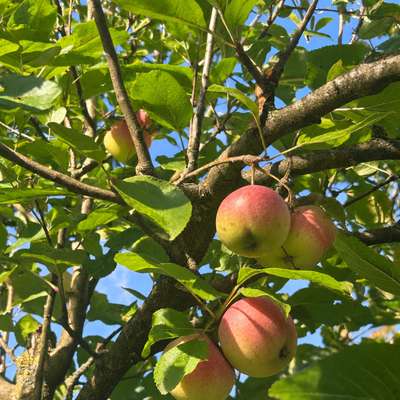 Reife Äpfel im Apfelbaum