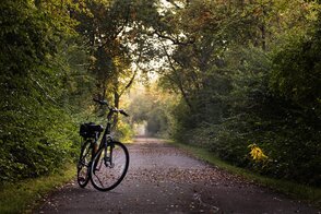 Fahrrad im Wald