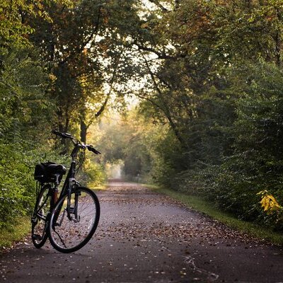 Fahrrad im Wald