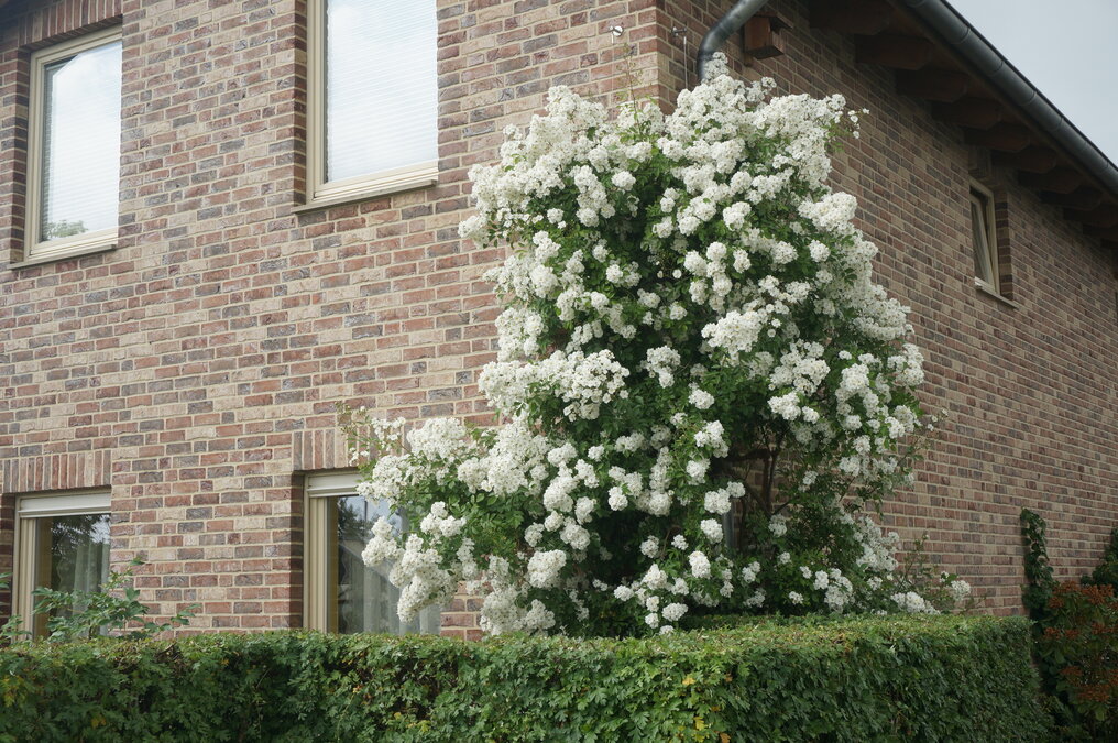 Eine von vielen Möglichkeiten eine Fassade zu begrünen