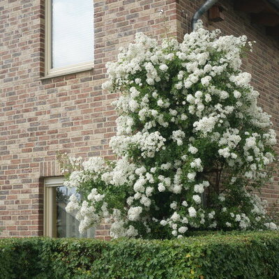Eine von vielen Möglichkeiten eine Fassade zu begrünen